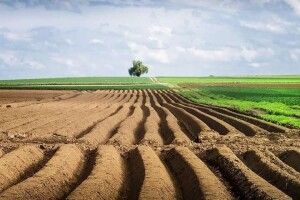 Українці можуть втратити свої паї: як встигнути оформити право власності на землю