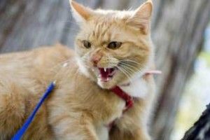 У Ковелі виявлено сказ?