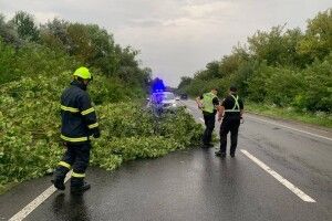 Поблизу обласного центру Волині вітер під час грози повалив дерево на автошлях Луцьк – Львів