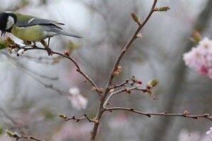 Майже всю Україну накриє дощами