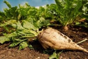 На Волині триває збір цукрових буряків