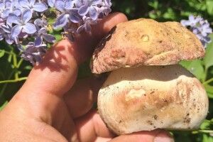На Волині знаходять перші білі гриби