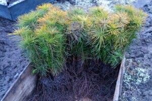  У Шацькому національному парку посадили перші 8 тисяч дерев