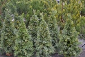 На Волині затримали вантажівку з різдвяними деревами невідомого походження