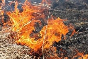 Екоінспектори за місяць притягнули до відповідальності 147 волинян