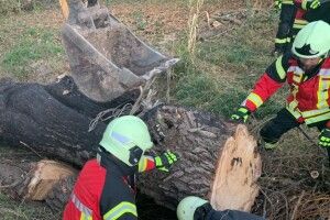 Чоловіка вбило величезне дерево, яке він спилював