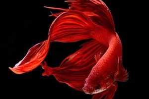 Тайський фотограф знімає акваріумних рибок