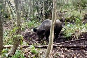 На Волині лісівники визволили дикого кабана з браконьєрської пастки