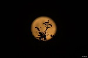 Красивий супермісяць спіймав на камеру волинський фотограф
