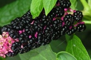 Маленьку волинянку ледь не погубила декоративна рослина 