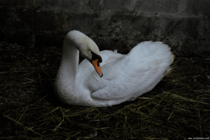 Лебедю на водоймі у Луцьку допомагають плавати рибалки