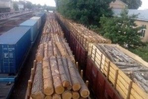 Волинські митники не пропускають через кордон деревину довжиною понад 2 метри 