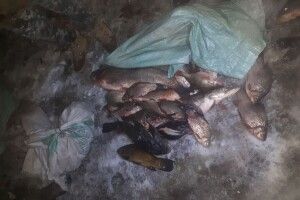 На Волині рибалки-браконьєри наловили майже 100 кілограмів риби (Фото)