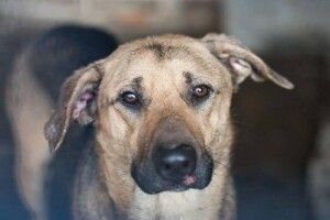 У Луцьку планують зменшити кількість безпритульних тварин: як саме