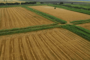 Тріо «фермерів» під прицілом: у Луцькому районі незаконно засіяли державну землю кукурудзою