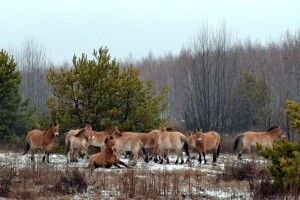 Під Чорнобилем коні Пржевальського грандіозно відсвяткували Різдво