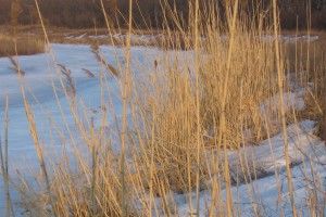 Спадкоємці волинського підприємця занедбали земельну ділянку зі ставком вартістю 4 млн грн 