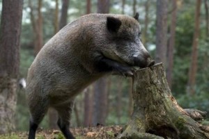 Спалахів африканської чуми свиней на Волині не зафіксовано