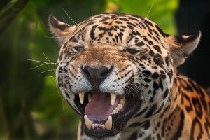 На жінку напав ягуар під час спроби зробити селфі