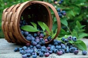 Ягідно-грибний сезон на Волині додав бюджетам 3,1 мільйона гривень податкових платежів