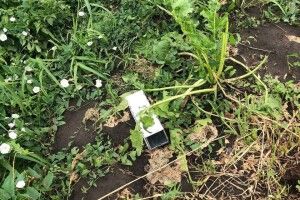 У волинянки після укусу ґедзя виявили небезпечну інфекцію