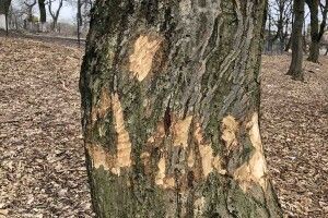 У Горохові на Волині якась наволоч намалювала червоні хрести на деревах (Фото)