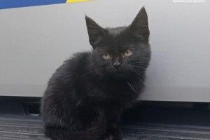 Волинські поліцейські шукають господаря для «няшного» котика, який живе на посту