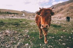 В індійському штаті зрівняли права людей і тварин