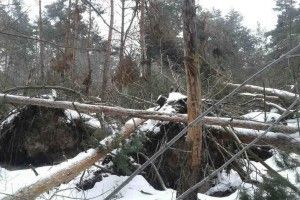 У лісі загинув мешканець Горохівщини