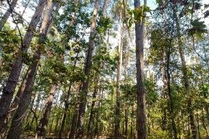 На Волині державі повернуто земельну ділянку лісового фонду вартістю понад 61 мільйон гривень