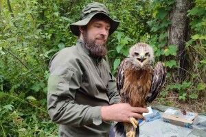 Уперше в регіоні: на Волині встановили GPS-передавач на пташеня рідкісного орла