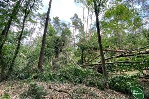 На Волині та Рівненщині бурелом повалив 500 гектарів лісу (Фото)