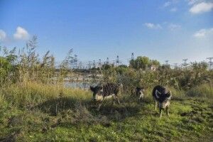 Своїми діями на ЗАЕС окупанти вбивають тварин – Енергоатом