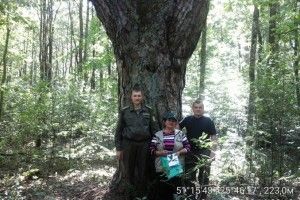 Унікальна «Царська сосна» отримала статус ботанічної пам’ятки природи
