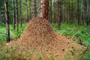 Погода на середу, 9 червня: головними синоптиками цього дня будуть мурахи