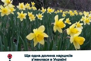 Гора Бона перетворилася на долину нарцисів