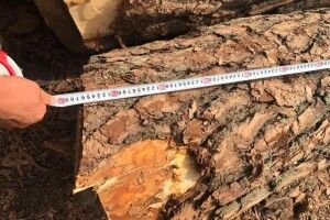 На Волині судять посадовця лісопереробного підприємства за незаконні оборудки з лісом на 2,6 мільйона гривень (Фото)