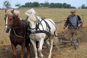 ЧИ ОСИЛЯТЬ СЕЛЯНИ ФЕРМЕРСТВО?