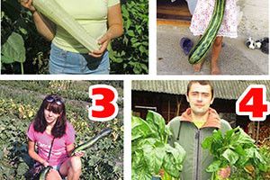 ЩЕДРА ОСІНЬ УРОЖАЙНА, ХТО ЗЕМЛІ ВКЛОНИВСЯ!