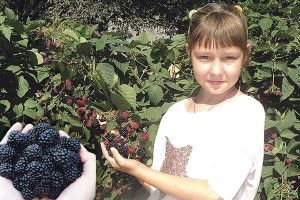 Чорна, а не ожина, і корисніша за червону малину