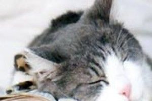 ФОТОЖАРТ: до сесії ще далеко!