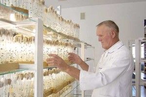 Головний бульбаш Волині отримав високу нагороду