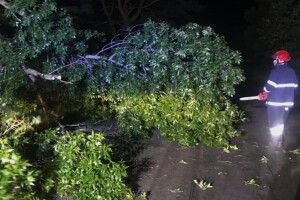 На Волині вітер наламав дерев