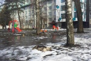 У Рівному невідомі труять бездомних собак