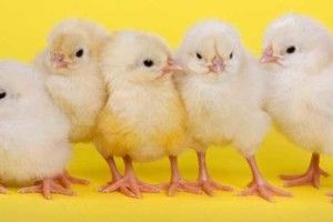 Найпоширеніші хвороби курчат