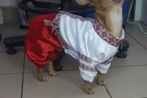 Заради перемоги в конкурсі волинський пес вбрався в шаровари та вишиванку (фото)