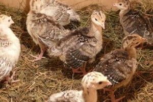 Вирощування індичат — справа трудомістка