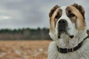 На Львівщині у власниці конфіскують алабая, який загриз іншого пса