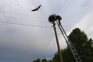 Рятувальники повернули в гніздо лелеченя, що з нього випало (Фото)
