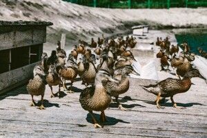 Протягому року у держлісгоспах Волині випустять на волю пів тисячі качок